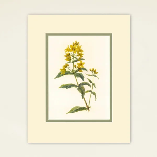 A5 Prints